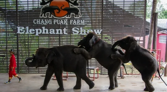 象さんの賢さに感動！エレファントショー + ダムヌンサドゥアック水上マーケット半日観光 ココナッツファームお立ち寄り